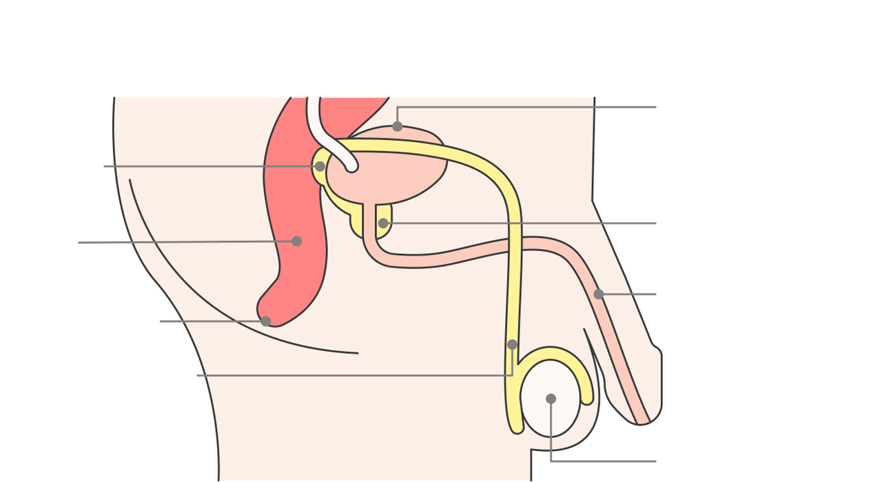 lokasyon sa prostate gland ug mga istruktura niini