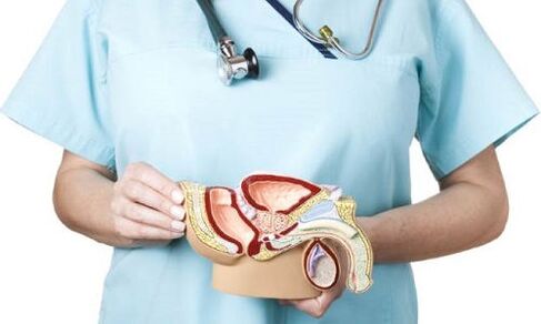 modelo sa lalaki nga genitourinary system ug pagtambal sa prostatitis